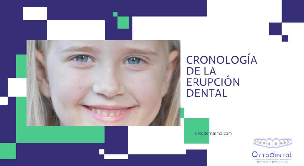 Cronología De La Erupción Dental Ortodental 7111